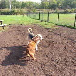 Dogs enjoying the park